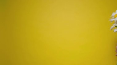 Adam sarı masadaki cam bir vazoya beyaz papatya çiçeği koyar. Bir buket papatya çiçeği. Güzel beyaz Matricaria çiçekleri. Yaz konsepti geçmişi. 4K UHD video