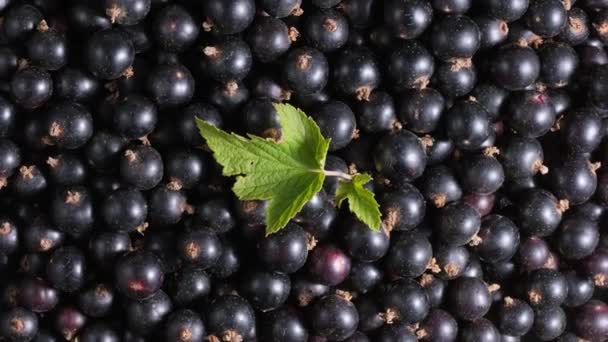 4K Rotation de feuilles vertes couchées sur des cassis mûrs et juteux. Alimentation végétalienne Régime alimentaire — Video