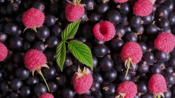 Malina, czarne porzeczki. Różne kolorowe jagody tło obrotowe. — Wideo stockowe
