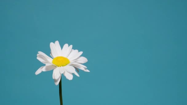 Dolly disparó. Ramo de flores de manzanilla sobre fondo azul. Flores de verano — Vídeo de stock