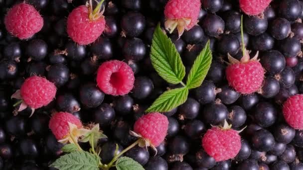 Himbeere, schwarze Johannisbeeren. Verschiedene bunte Beeren Rotation Hintergrund. — Stockvideo