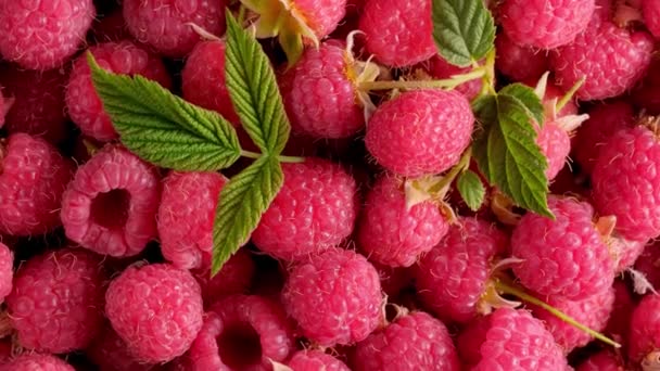 Bær. Friske hindbær frugter som mad baggrund. Saftig hindbær rotation 360 – Stock-video