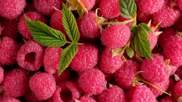 Des baies. Framboises fraîches comme fond alimentaire. Rotation de framboise juteuse 360 — Video