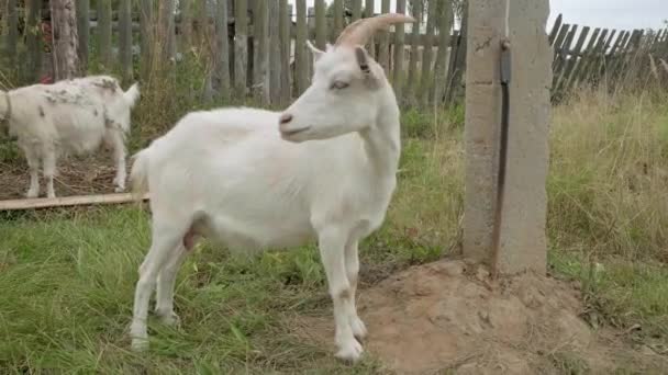 4K. Біла рогата коза жує зелену траву в полі . — стокове відео