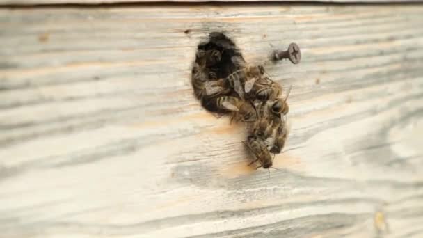 Le api volano fuori e volano nell'ingresso rotondo di un alveare di legno. — Video Stock