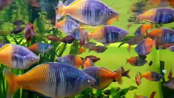 Bel aquarium d'eau douce avec des plantes vertes et de nombreux poissons. — Video