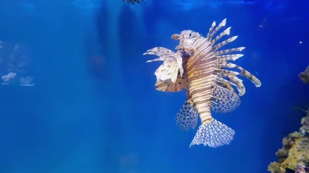 Red Lionfish um dos peixes recifes de coral perigoso. peixes em aquário de água doce — Vídeo de Stock