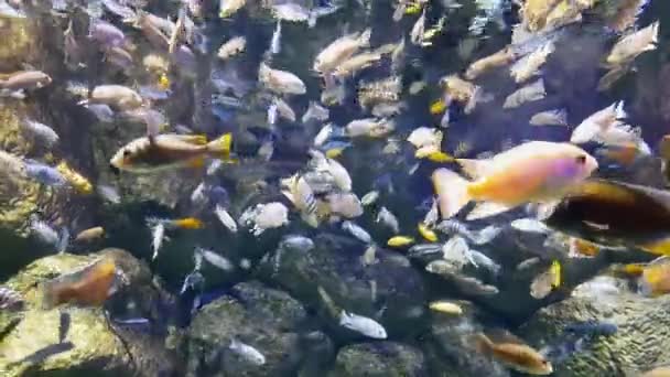 Krásné sladkovodní akvárium se zelenými rostlinami a mnoha rybami. — Stock video