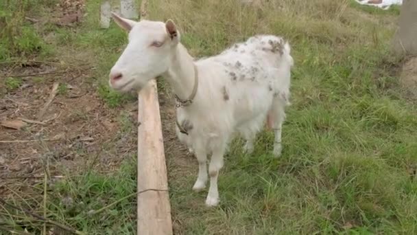 4K. Een witte gehoornde geit kauwt groen gras in het veld. — Stockvideo