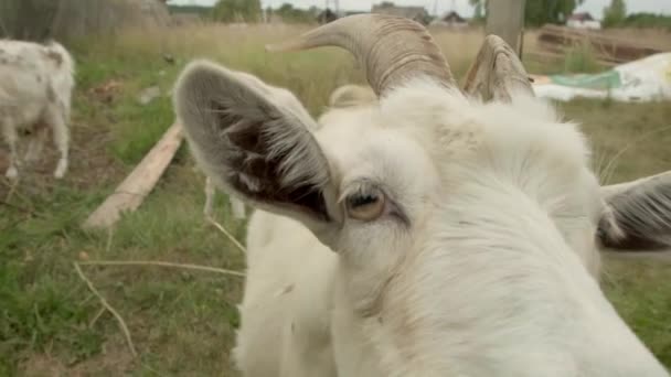 Grappige volwassen witte geit met hoorns kijkt met interesse naar de camera. — Stockvideo