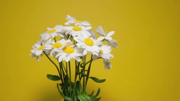 Rotating, Dolly shot bouquet of Matricaria flowers. Summer flowers — Stock Video