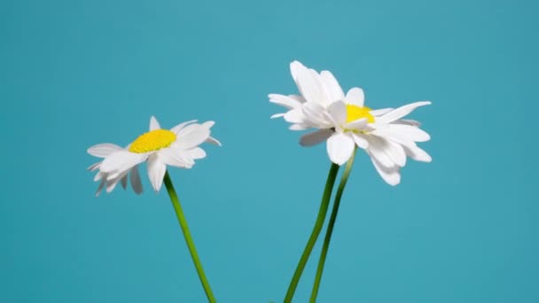 Bouquet chamomile flowers on blue background. Slow rotation motion. — Stock Video