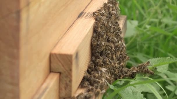Ein Bienenschwarm fliegt in einen Bienenstock und sammelt den Pollen ein. — Stockvideo