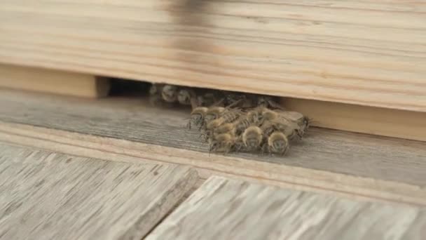 Un essaim d'abeilles vole dans une ruche de style de vie recueillir le miel d'ours pollen. — Video