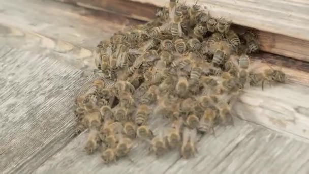 Un essaim d'abeilles vole dans une ruche de style de vie recueillir le miel d'ours pollen — Video