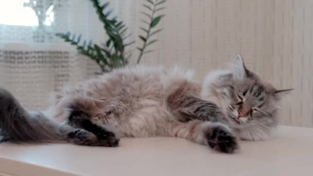 Gato soñoliento perezoso descansando durante el día. Lindo gato acostado en mesa de madera — Vídeos de Stock