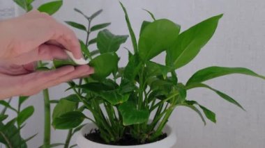 İnsan eli ezici kullanarak su spathiphyllum püskürtür.