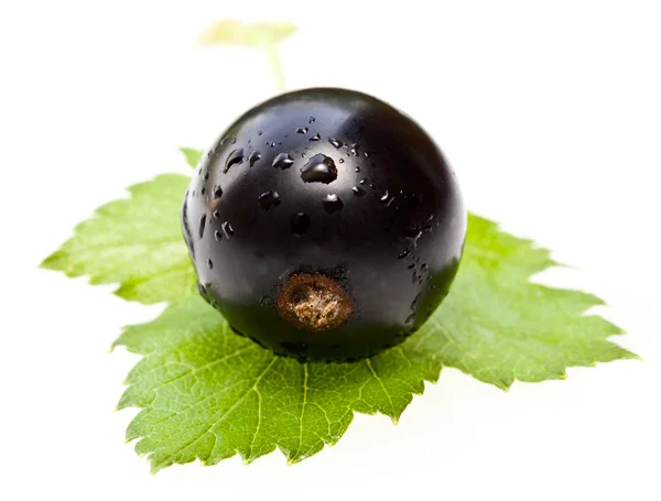 Currant on a white background — Stock Photo, Image