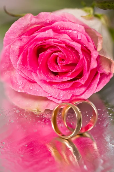 Goldene Trauringe und Rose — Stockfoto