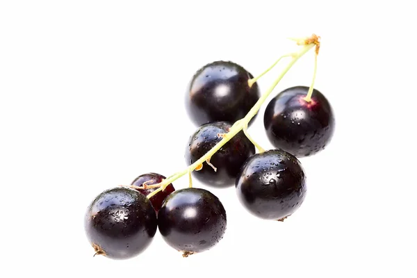 Black currant on a white background — Stock Photo, Image