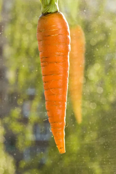 Bir carrot — Stok fotoğraf