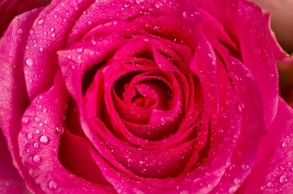 Rose rose — Photo