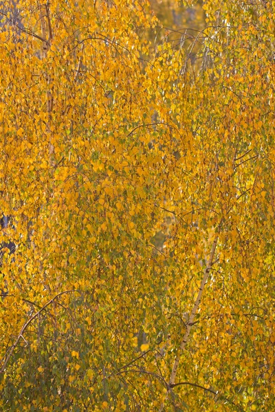 Sarı yaprakların arkaplanı — Stok fotoğraf