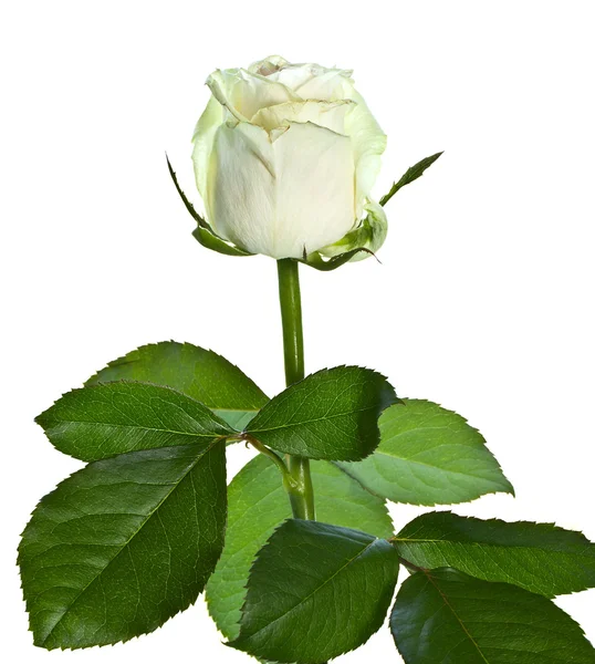 White rose on a white background — Stock Photo, Image