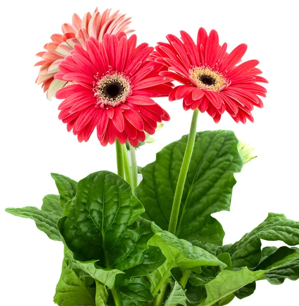 Gerbera flower on a white background — Stock Photo, Image