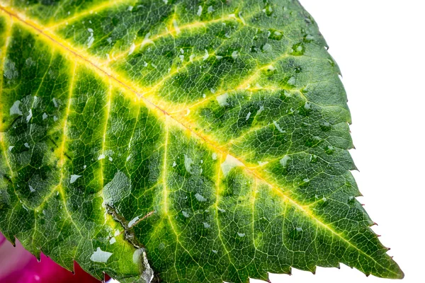 Hoja rosa con gotas de agua de primer plano —  Fotos de Stock