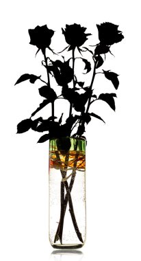 Bir vazoda gül silüeti