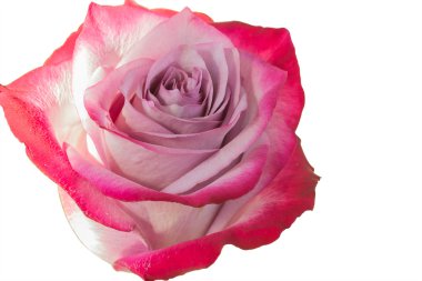 Beyaz arka planda pembe gül