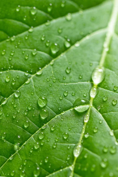 Gröna blad med vattendroppar. Selektiv inriktning — Stockfoto