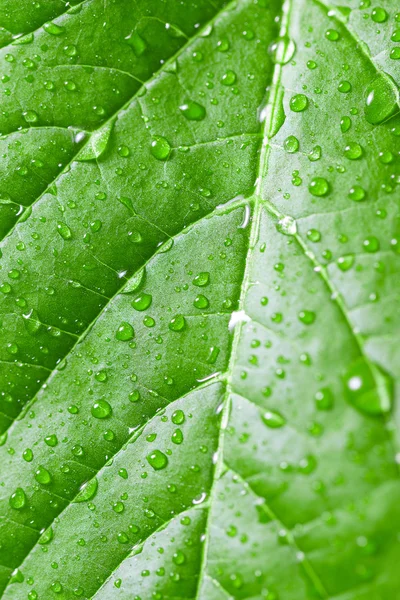 Πράσινο φύλλο με σταγόνες νερού, επιλεκτική εστίαση — Φωτογραφία Αρχείου