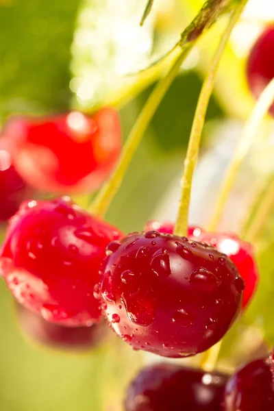 Cerises sur la branche. Concentration sélective — Photo