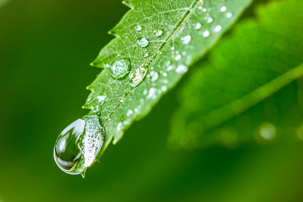 Blad med droppar vatten — Stockfoto