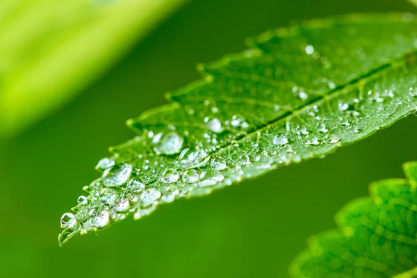 Gröna blad och vattendroppar detalj — Stockfoto