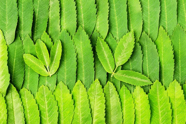 Rowan leaves. background — Stock Photo, Image
