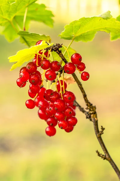 Red Currant berries on a bush closeup — Stock Photo, Image