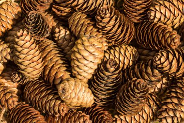 Ladin konilerinin arkaplanı