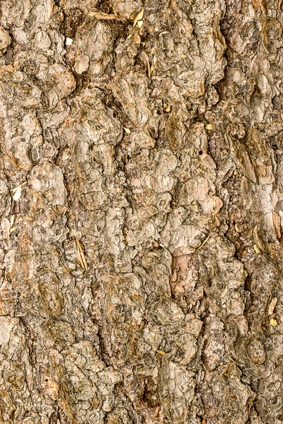 A casca de pinheiro — Fotografia de Stock