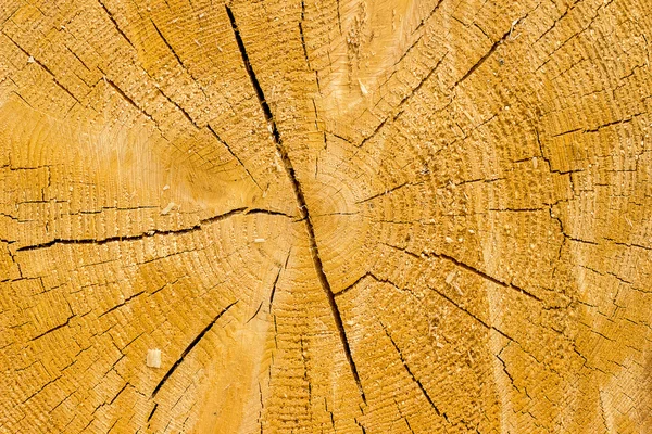 Jsem kácet strom — Stock fotografie