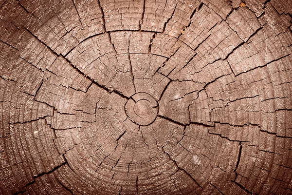La texture d'un vieil arbre — Photo