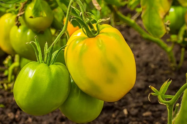 Grüne und gelbe Tomaten — Stockfoto