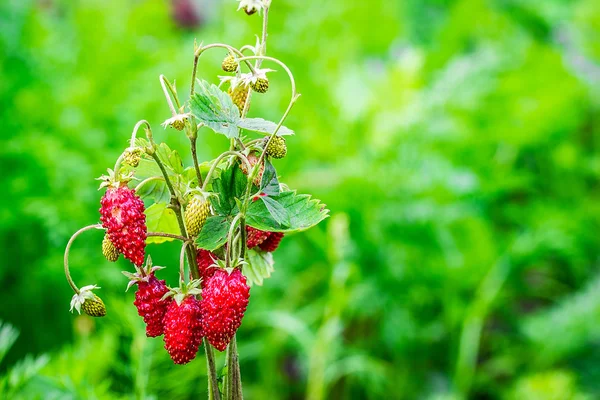 Wild strawberries. closeup — Stock Photo, Image