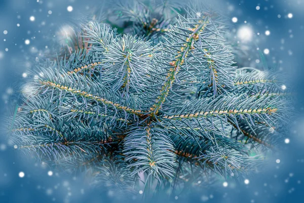 Albero di abete, sfondo per il disegno di Natale — Foto Stock