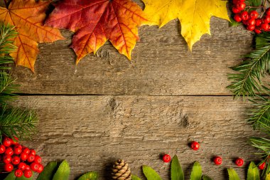 Rowan, koni ve akçaağaç yaprakları