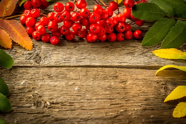 Rowan em tábuas de madeira vintage. close-up — Fotografia de Stock