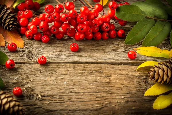 Brush rowan and cones on vintage wooden boards — Stock Photo, Image