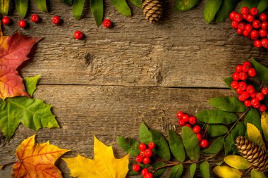 Rowan yaprakları ve ahşap panoları koni ile